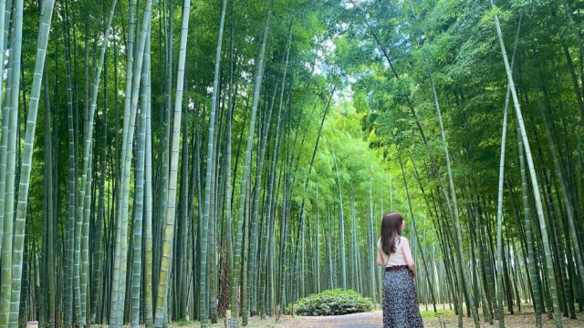 竹の世界🎋