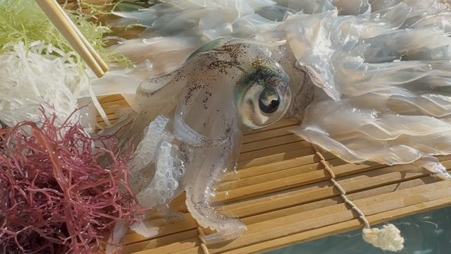 固定概念を超えたって話