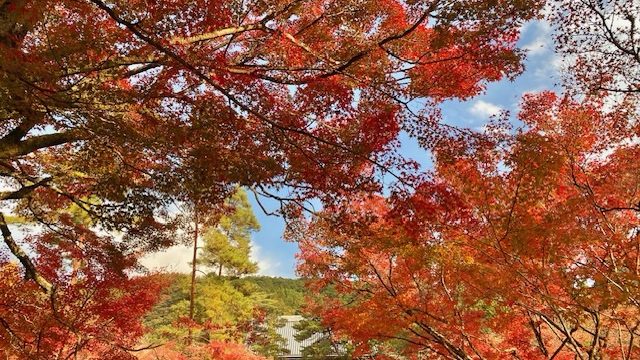 秋の京都🍁