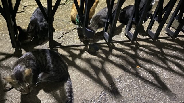 近所に子猫が産まれました🐱✨