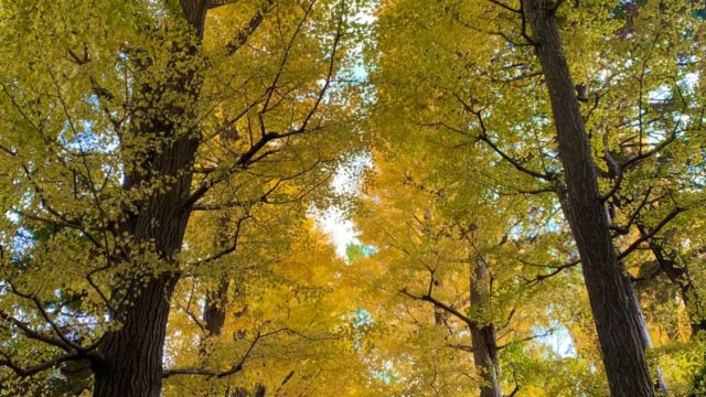 今年もやってきました🍁