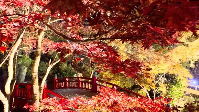 1番遅い紅葉🍁