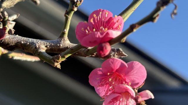 初めて挑戦してみた日