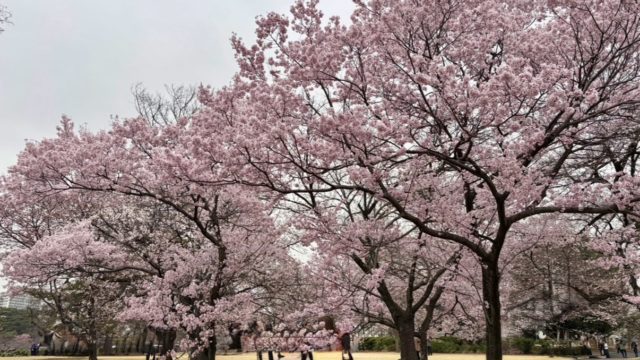 今年も行ってきました🌸
